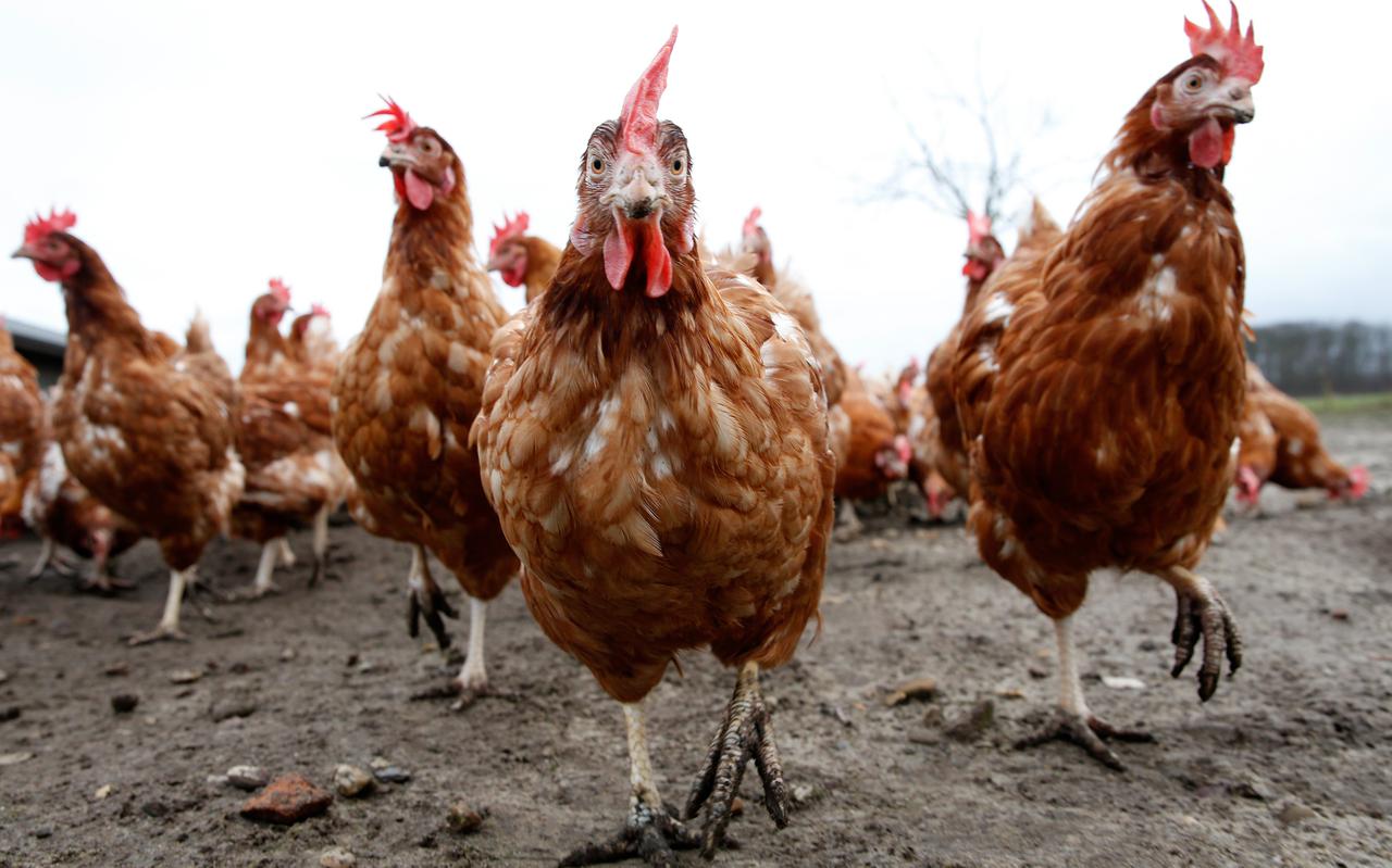 In het Duitse Emsland geldt met ingang van 14 november een ophokplicht voor pluimveehouders