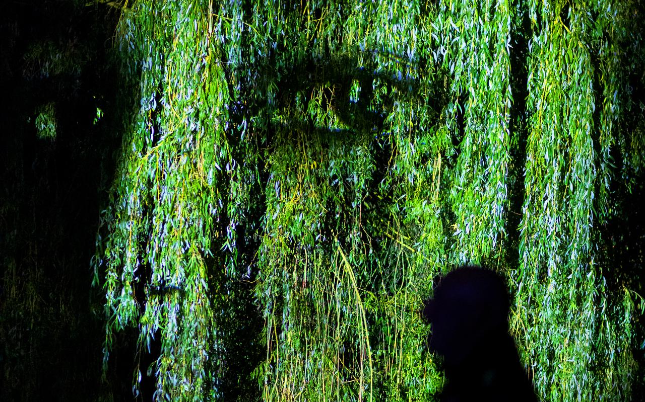 Op uitnodiging van Media Art Festival projecteerde het Duits-Belgische lichtkunstduo The Artpole recent foto's van inwoners van Sneek op bomen.