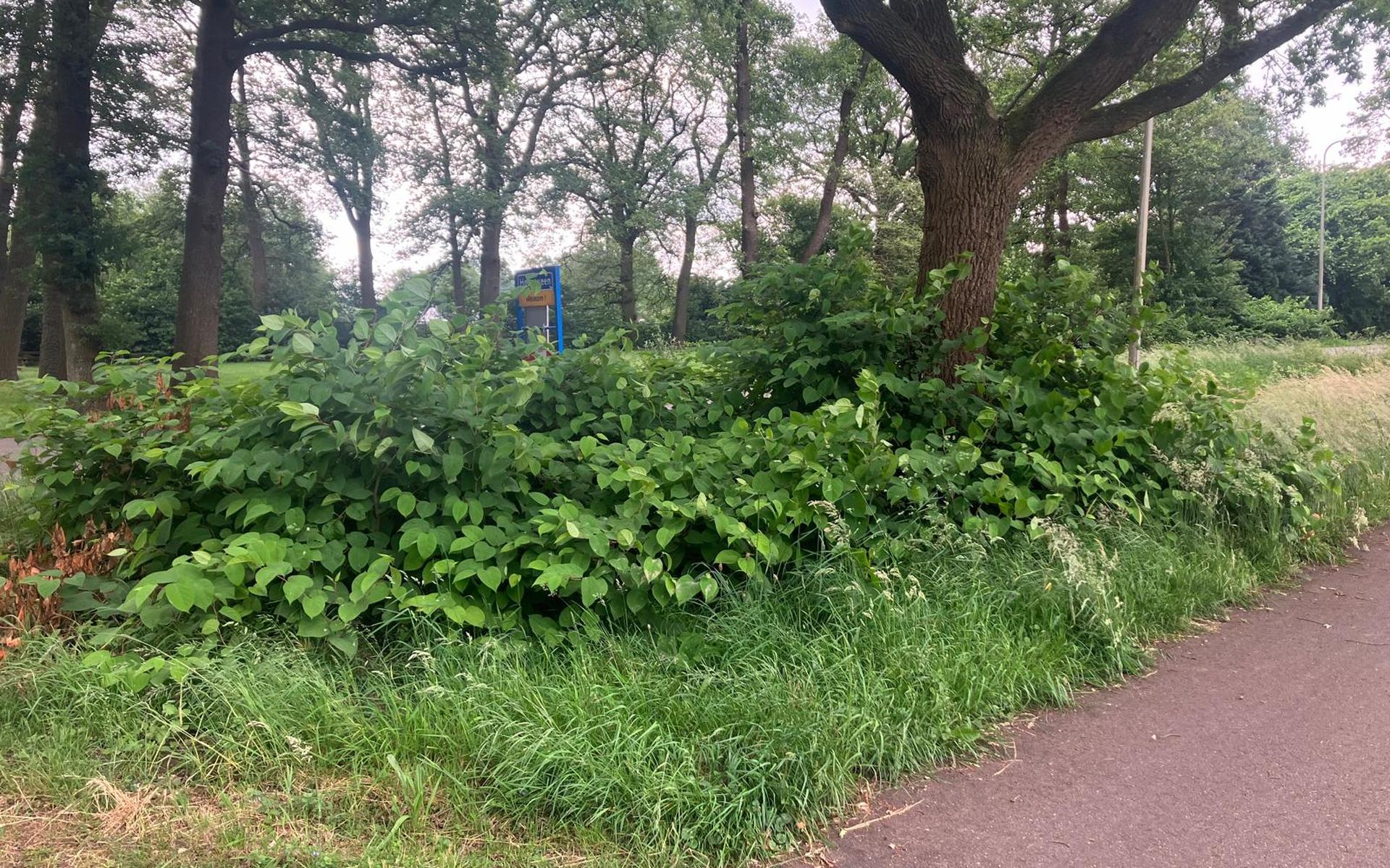 Japanse Duizendknoop beheerst hele berm tussen Hoogeveen en Pesse. 'Authentieke flora wordt overwoek