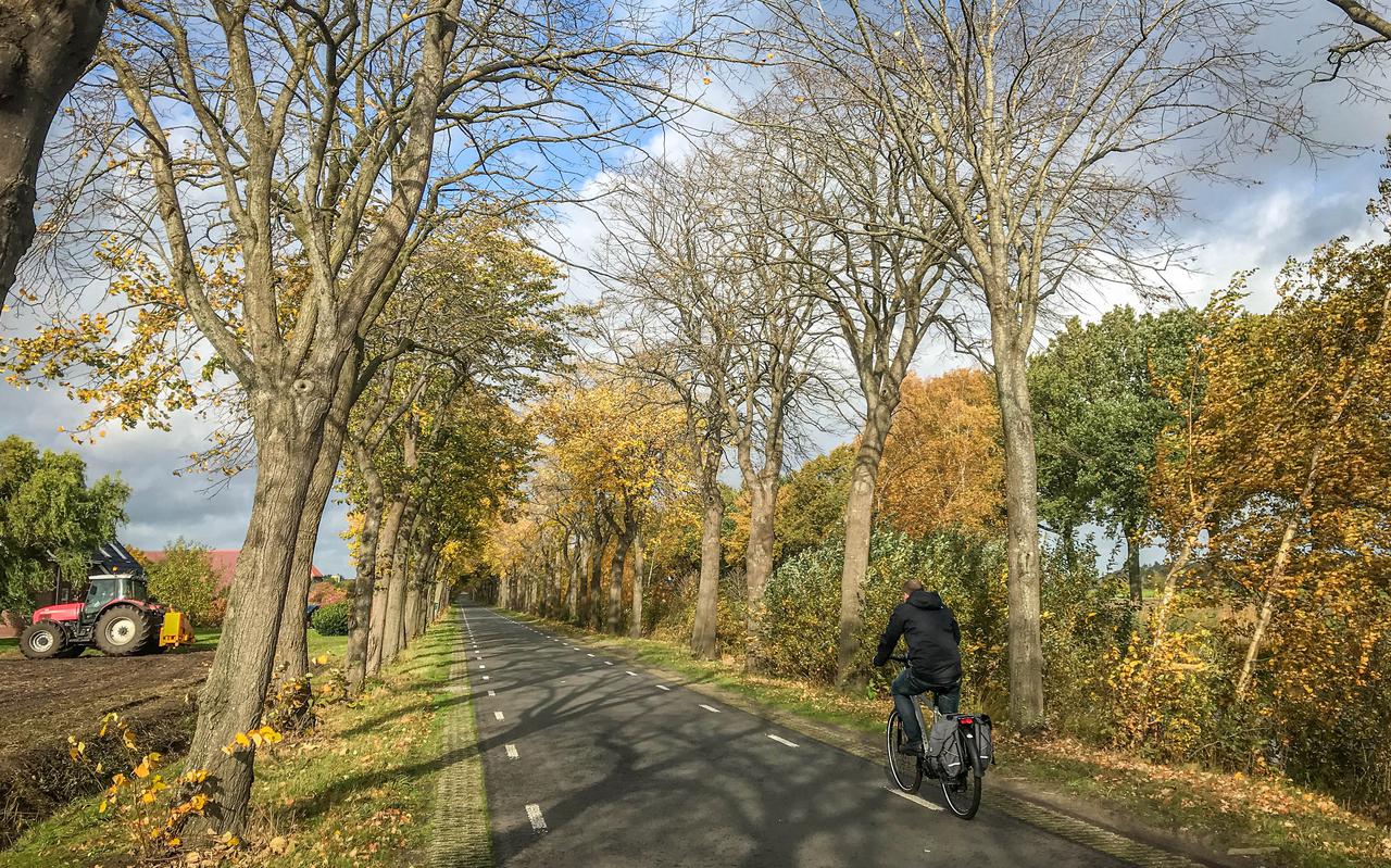 Kastanjebomen langs de Burgemeester Legroweg bij Zwinderen verkeren volgens de gemeente Coevorden in zeer slechte staat.