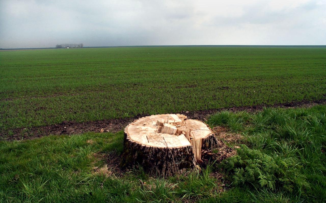 De afgelopen jaren zijn er al heel wat bomen gekapt, zoals in de Johannes Kerkhovenpolder. 