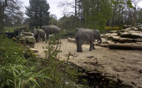 Het voormalige buitenverblijf van de olifanten in het Noorder Dierenpark. 