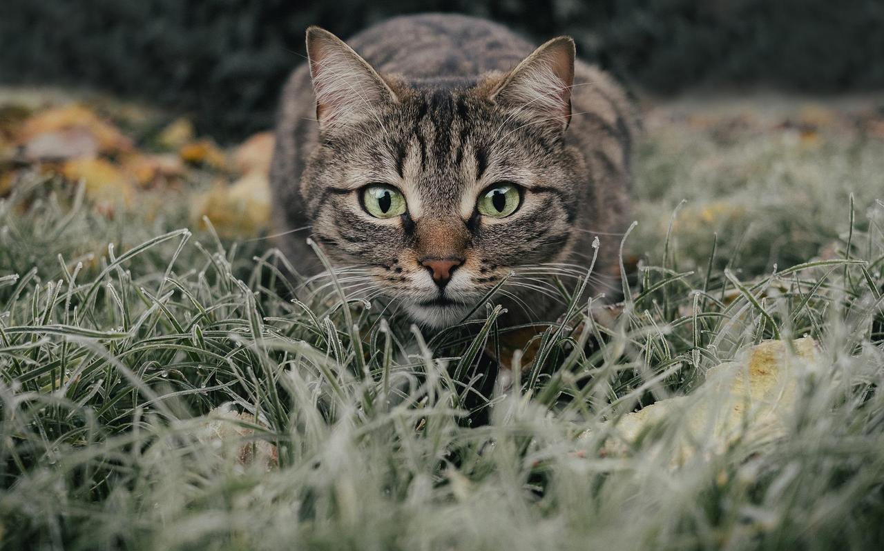 Huiskatten moeten volgens dierenarts én vogelexpert Jan Hooimeijer uit Meppel achter slot en grendel. Huiskatten moeten volgens dierenarts én vogelexpert Jan Hooimeijer uit Meppel achter slot en grendel.