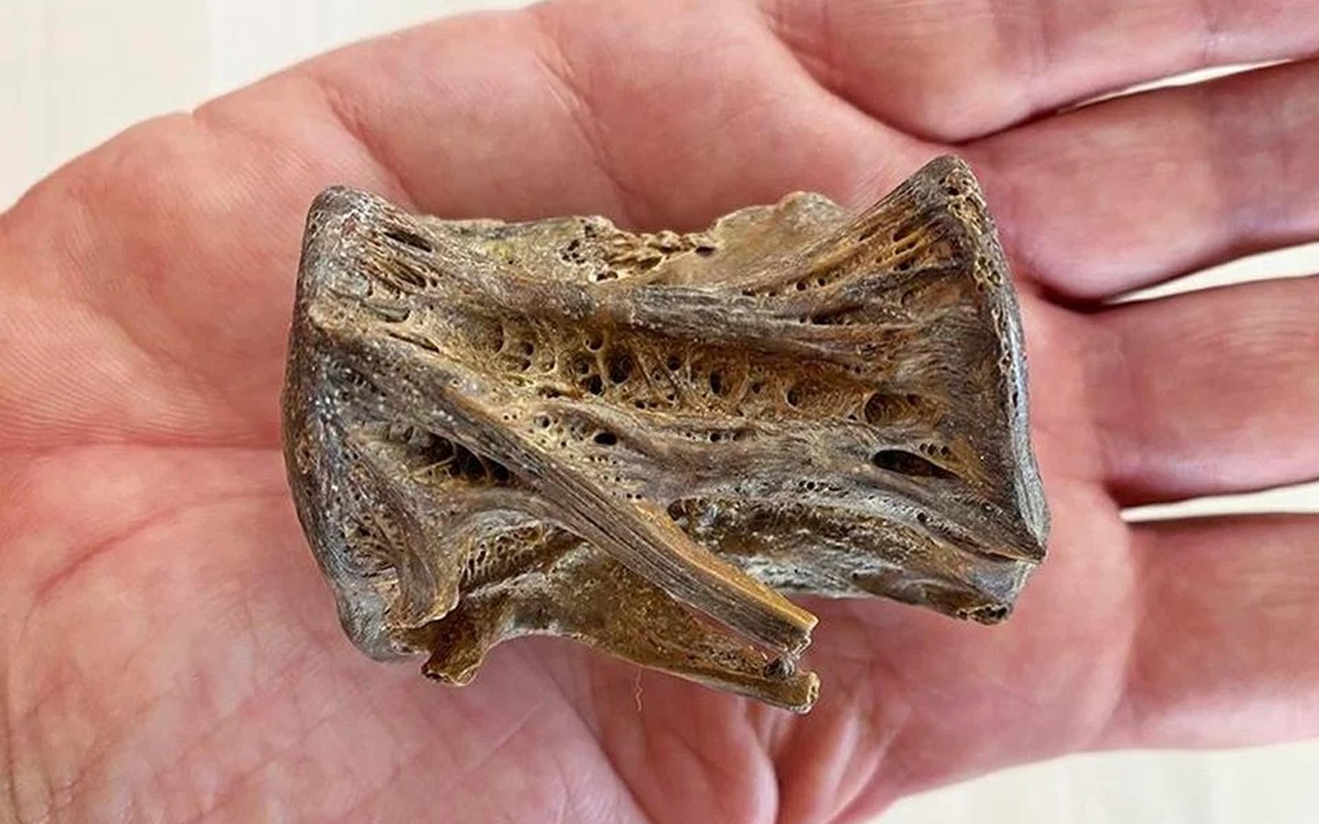 Enorme staartwervel van een tonijn van 100.000 jaar geleden spoelt aan op het strand van De Cocksdor