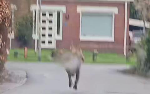 Wolf rent door woonwijk Eelde