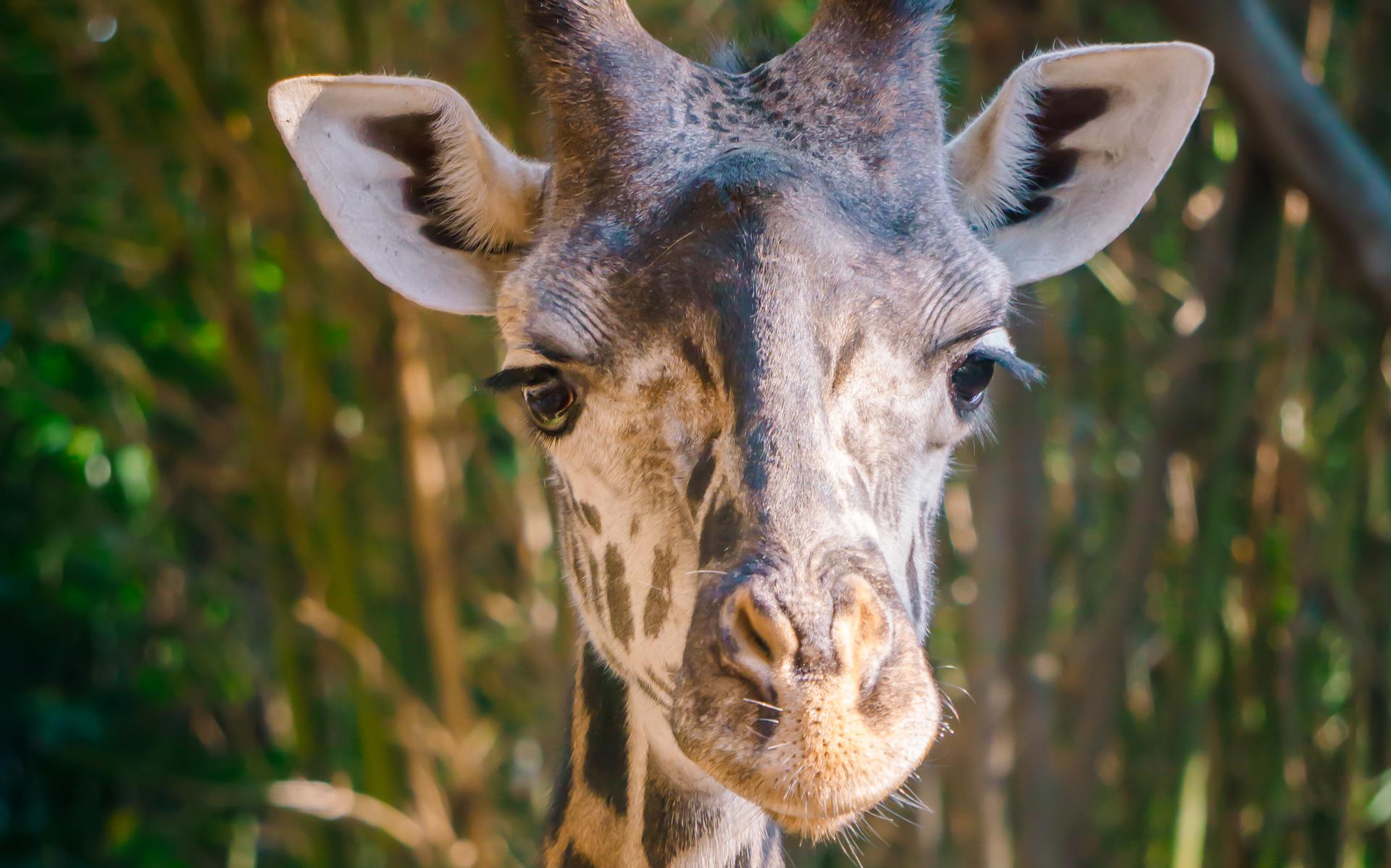 “Giraffe Dies During Difficult Birth at Wildlands Adventure Zoo Emmen”