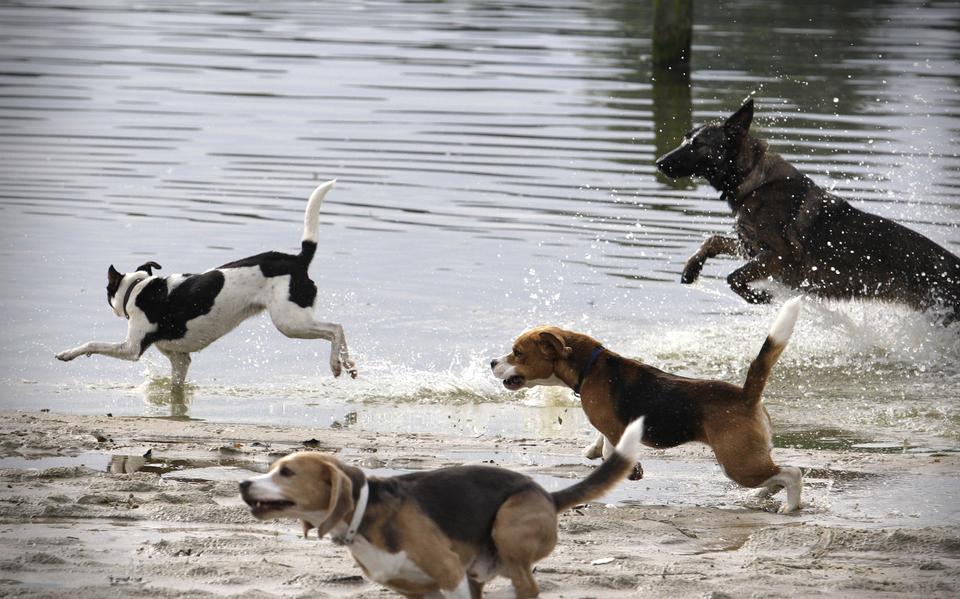 Hondenbezitters waarschuwen elkaar voor mogelijke gifstrooiers die het op hun viervoeters hebben voorzien.