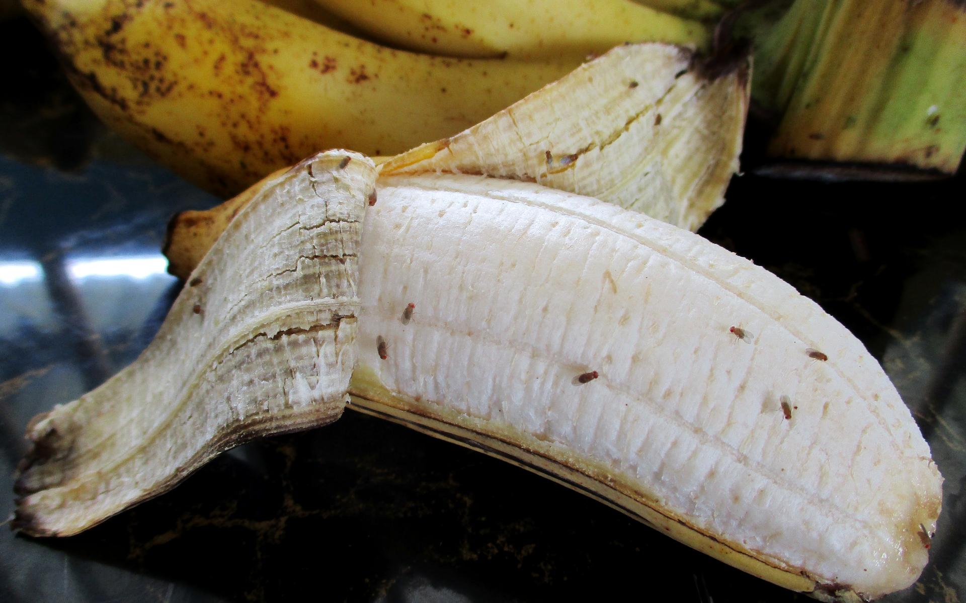 Fruitvliegjes doen zich tegoed aan een rijpe banaan.