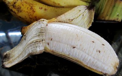 Fruitvliegjes doen zich tegoed aan een rijpe banaan.
