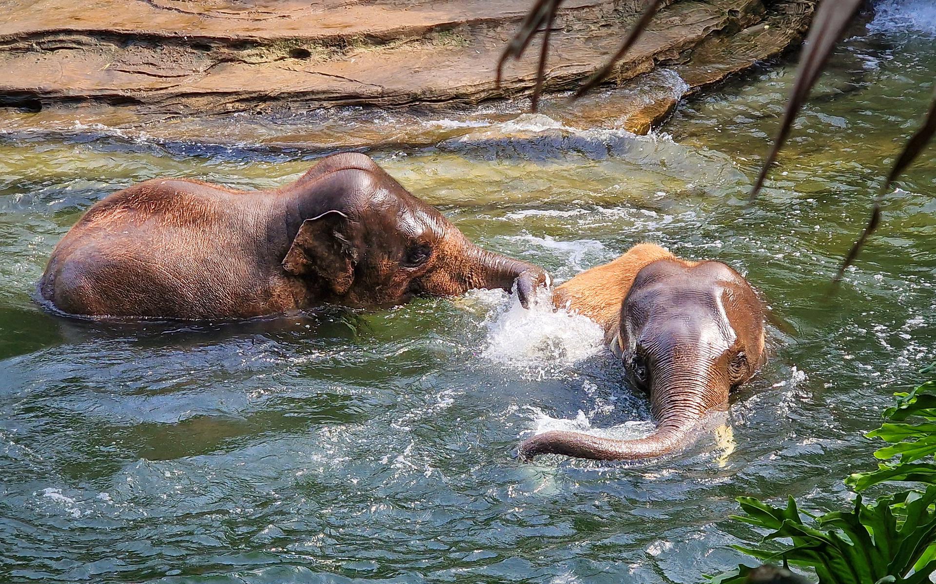 Soms gaan de olifanten kopje onder en dat vinden ze heerlijk.