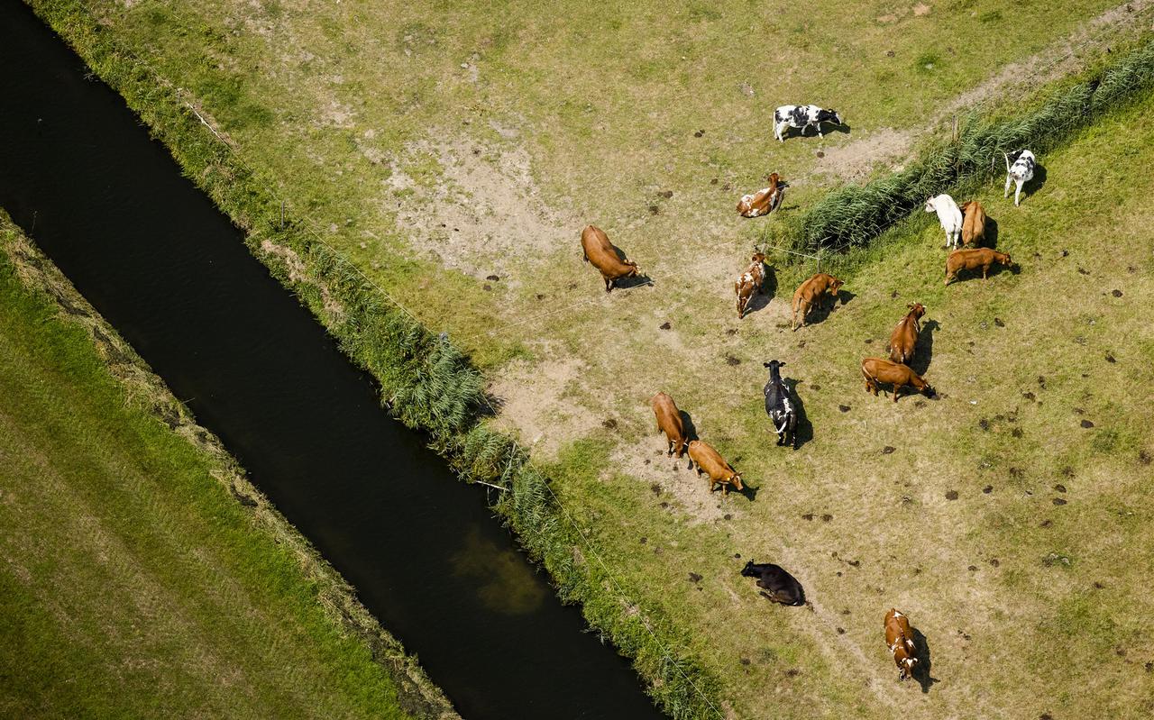 Koeien in een weiland. De veehouderij is voor een belangrijk deel verantwoordelijk voor de stikstofuitstoot in Nederland.