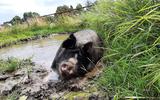 Een van de varkens van De Scharrelderij in Kiel-Windeweer geniet van een modderbadje.