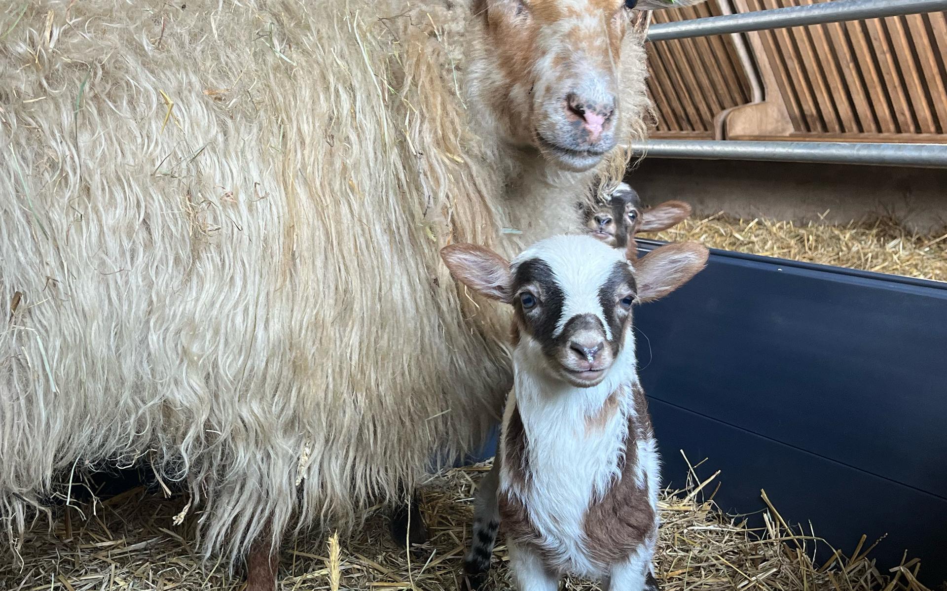 Lammetjesdag in Orvelte met beschuit met muisjes en workshops
