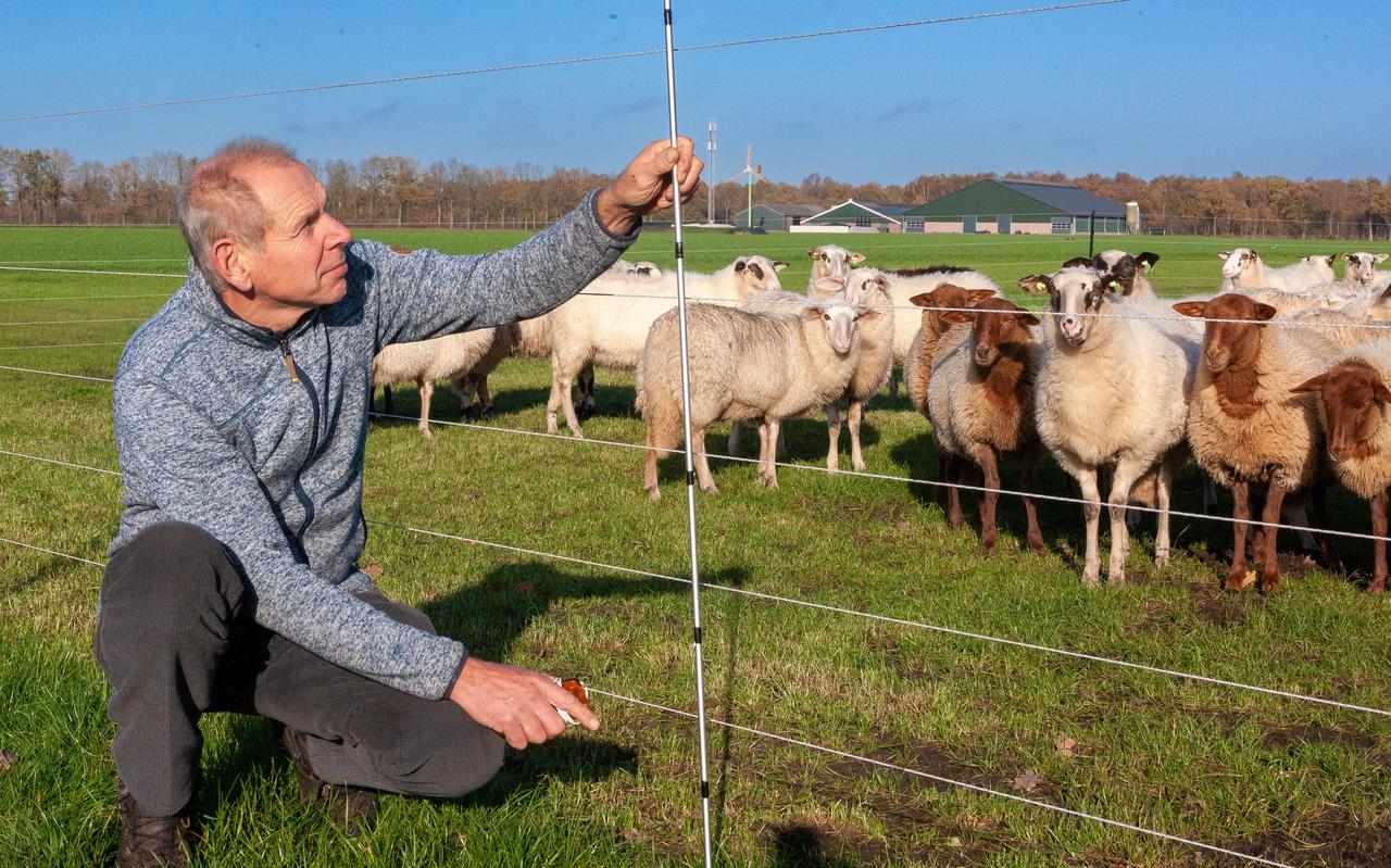 Wolvenconsulent Jaap Mekel bij een wolfwerende afrastering in Bruntinge. Wolvenconsulent Jaap Mekel bij een wolfwerende afrastering in Bruntinge.