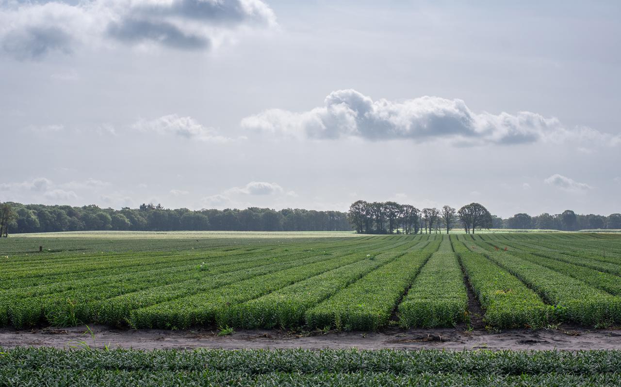 Een lelieveld van een Nederlandse teler. Bij de lelieteelt wordt veel landbouwgif gebruikt.