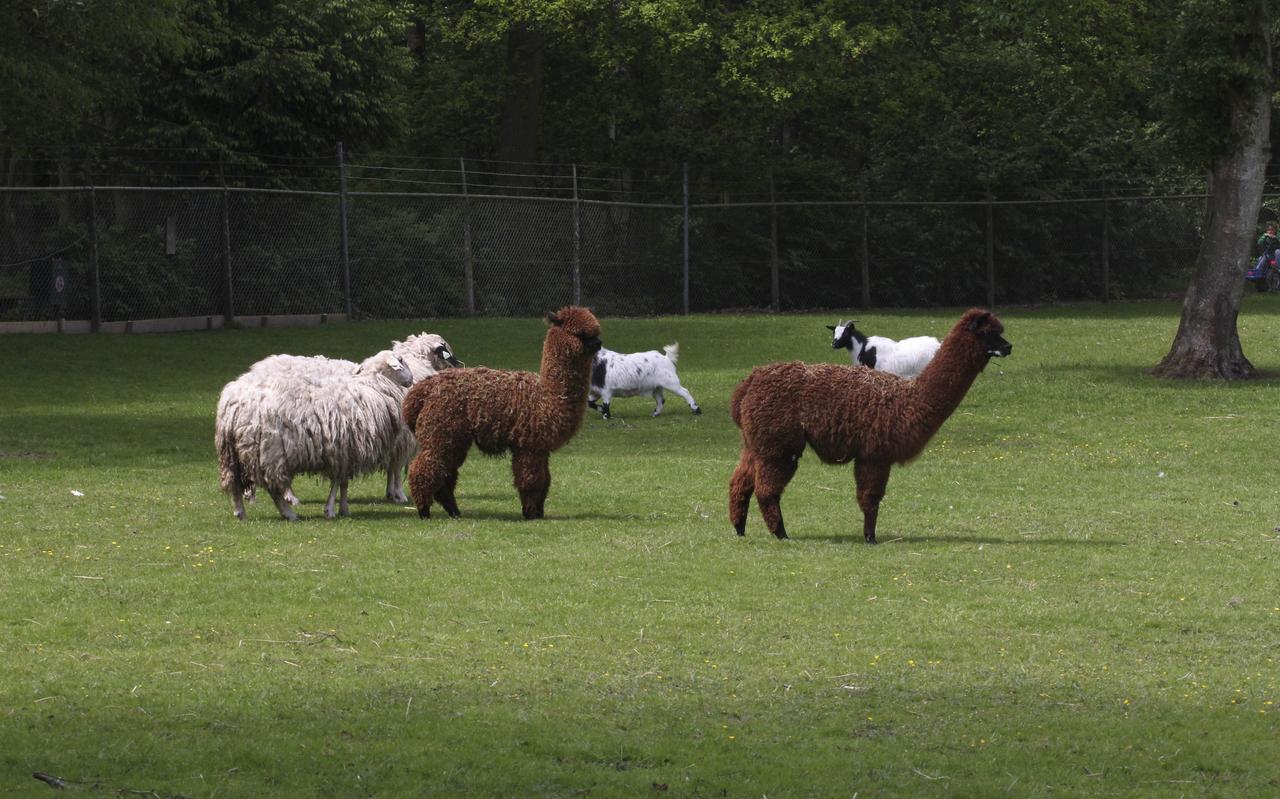 Een Alpaca adopteren kan bij Tiergarten Nordhorn voor 90 euro per jaar. Een Alpaca adopteren kan bij Tiergarten Nordhorn voor 90 euro per jaar.