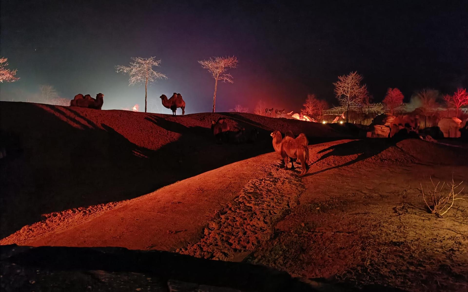 Thans kunnen liefhebbers Wildlands bezoeken tijdens het sfeervolle avondevenement Wildnights.