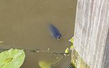 Een vis hapt in het Boterdiep ter hoogte van de  Ter Laansterklap in Bedum 