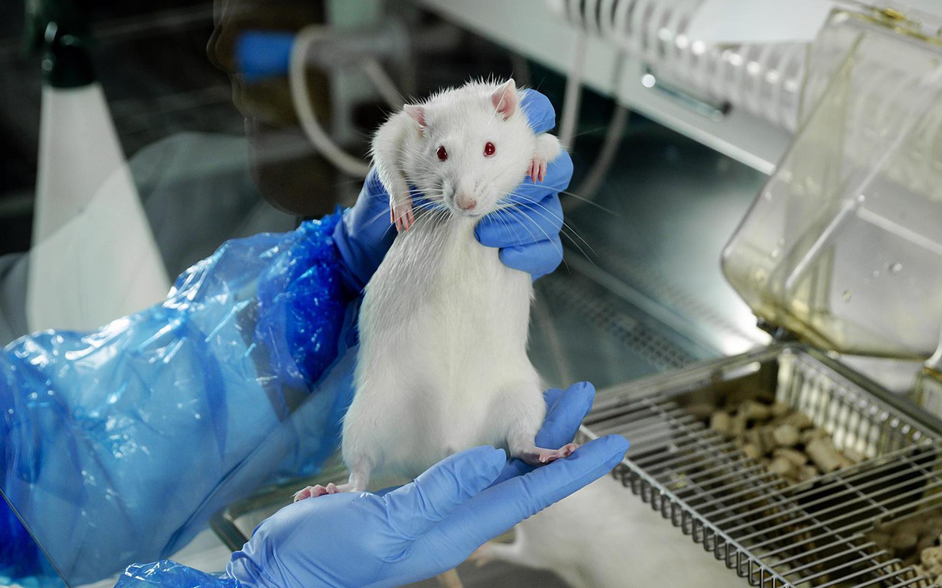 Een medewerker van het Centraal Dierenlaboratorium van het Radboudumc verzorgt ratten voor onderzoek naar een nieuw malariavaccin. 
