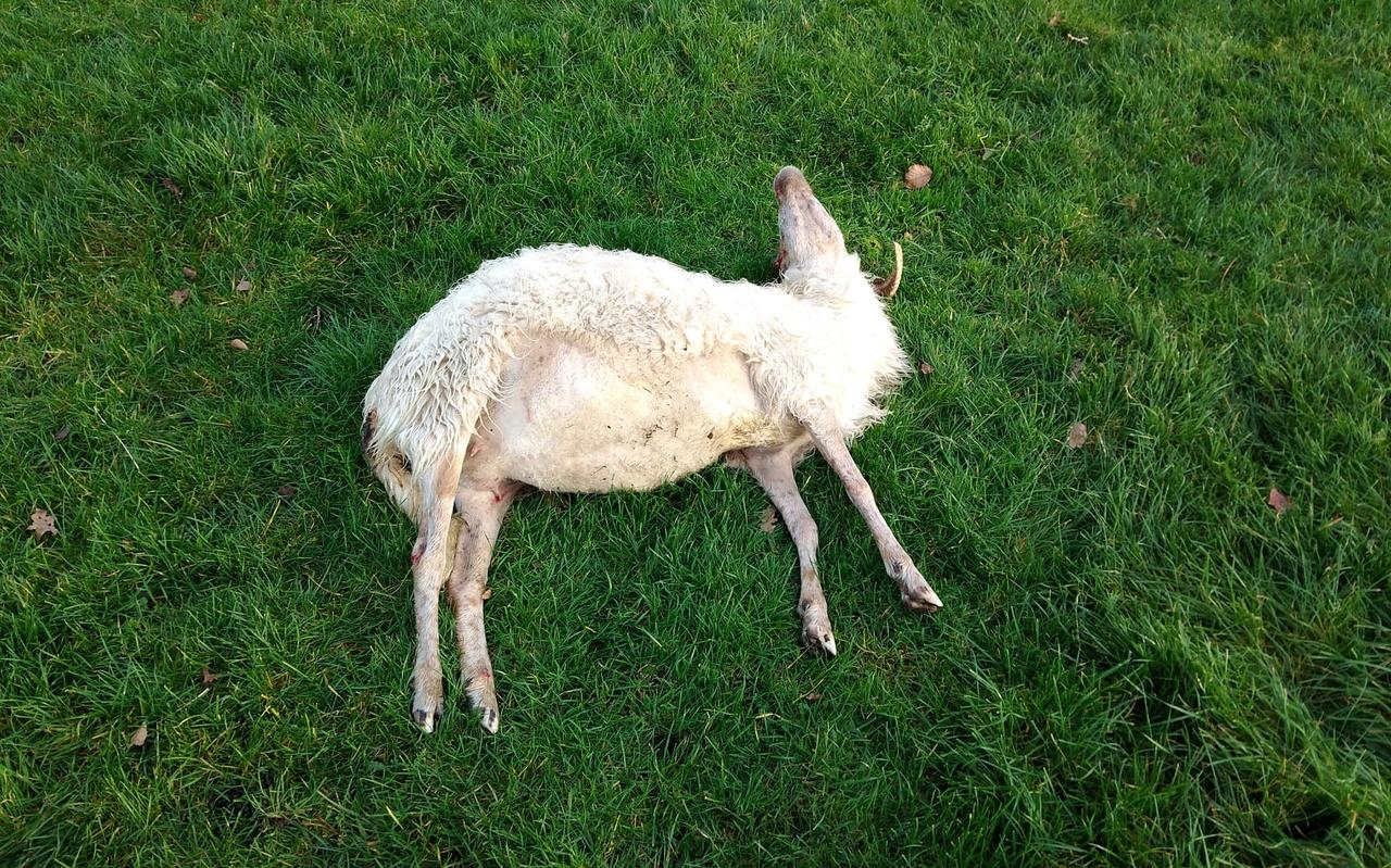 Het gedode schaap. Het gedode schaap.