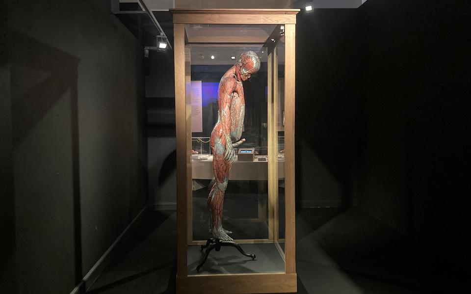 Een anatomisch model van een man, vervaardigd uit papier-machee in het midden van de negentiende eeuw door de Franse arts Louis Auzoux 