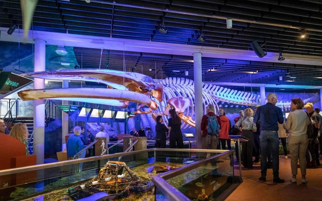 Voor het 24 meter lange skelet van de aangespoelde vinvis was alleen plek in het Zeeaquarium van Ecomare.