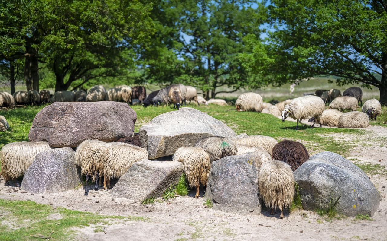 De schapen van Het Stroomdal nemen hun werk serieus en houden ook het gras tussen en onder de stenen van het hunebed kort.