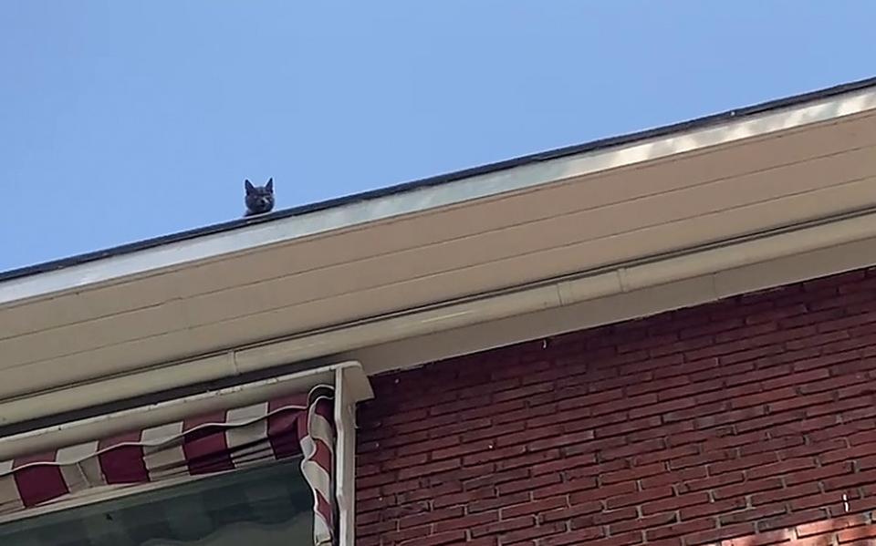 Chobits, de kat op het dak