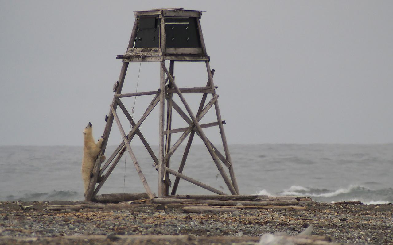 Een beer onderzoekt de observatietoren. 
