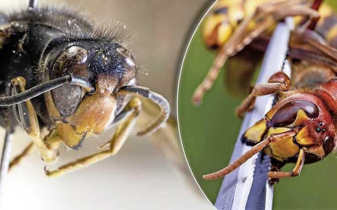 Gestoken door een hoornaar? Dit moet je doen - Dagblad van het Noorden