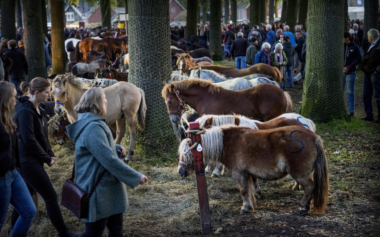 Zuidlaardermarkt 2019. Zuidlaardermarkt 2019.