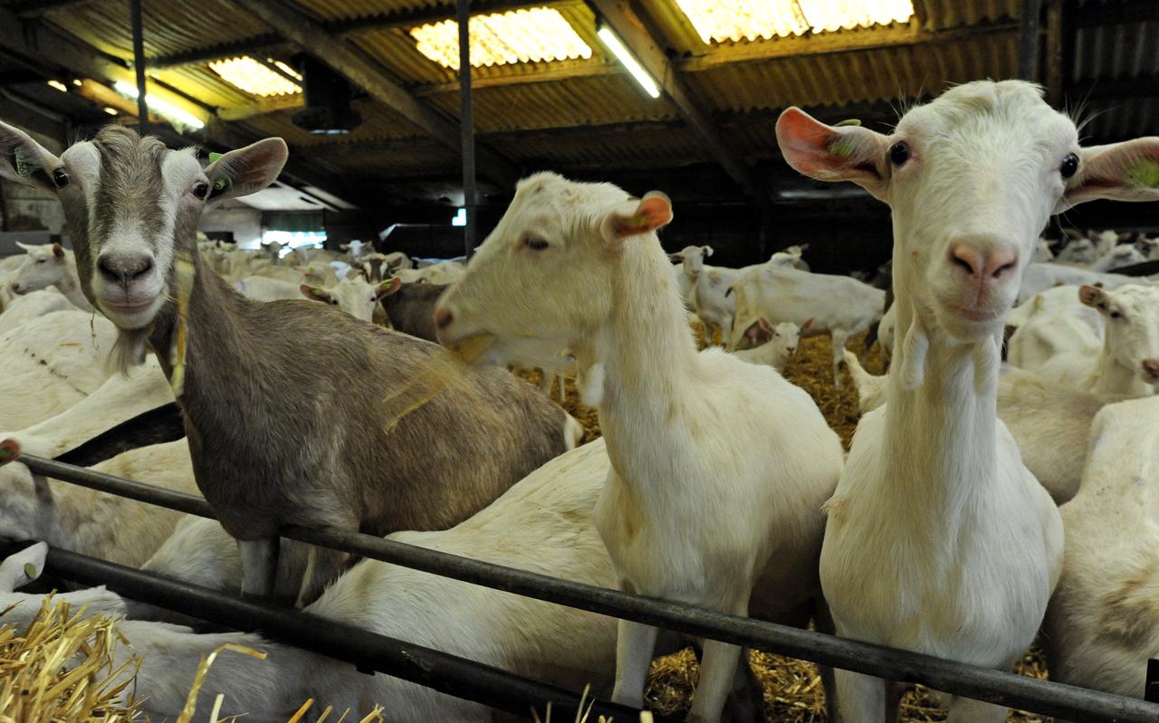 Op bezoek bij de geitenboerderij van Harm van der Veen in Makkum en zijn kroost. Op bezoek bij de geitenboerderij van Harm van der Veen in Makkum en zijn kroost.