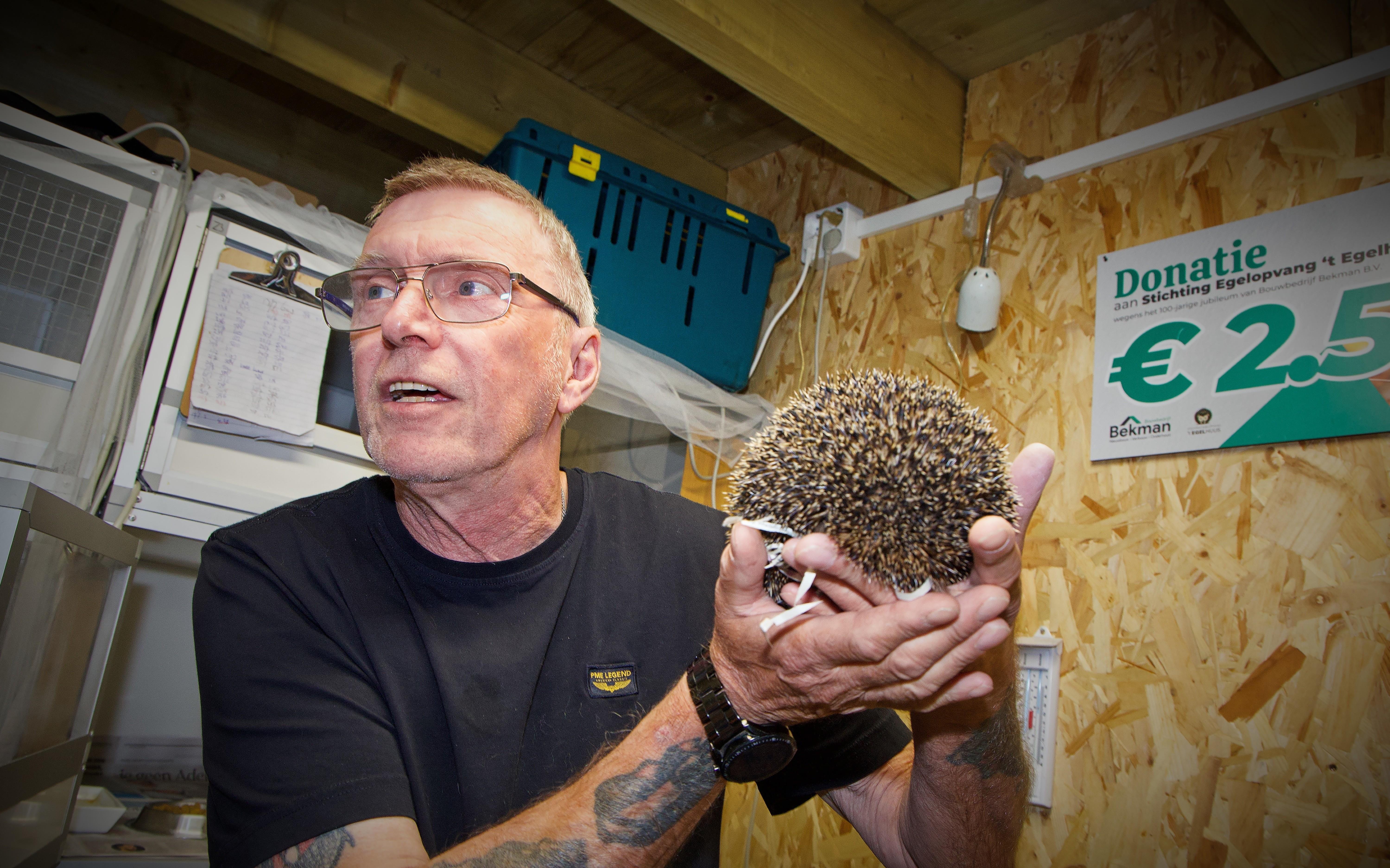 Eddy de Jong van 't Egelhuus met een gewonde egel in de hand. 