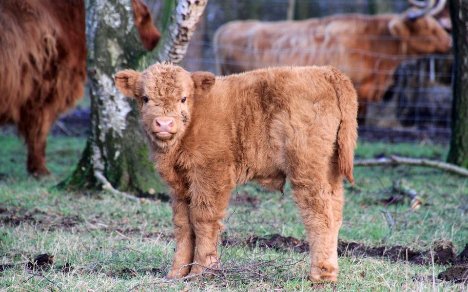 Een kalfje op het Hijkerveld.