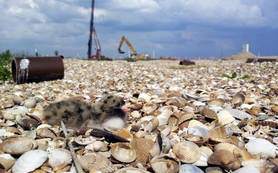 Een visdiefkuiken op een van de nieuwe broedeilanden langs de Groninger waddenkust (in dit geval bij de Pier van Oterdum). Niet alleen zeevogels strijken er massaal neer, maar vossen en andere rovers volgen op de voet.