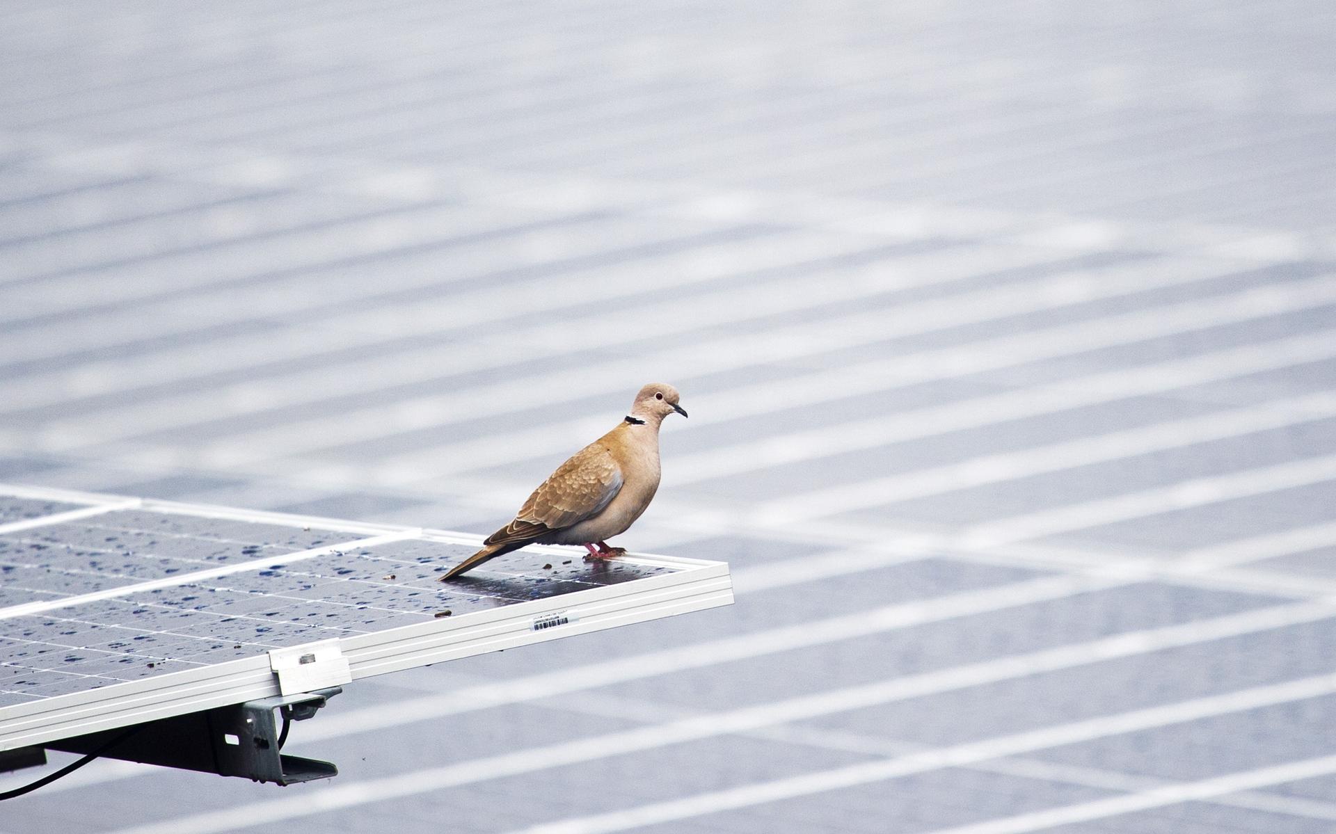 Tennisvereniging Aloë uit Zuidbroek mist achttien zonnepanelen op dak na diefstal (maar wie steelt e