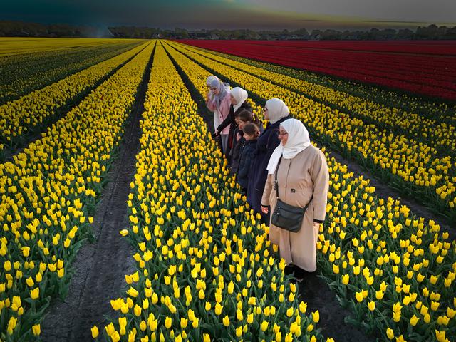 Dronepiloten en beginnende fotomodellen profiteren van verlichte tulpenpracht in Smilde