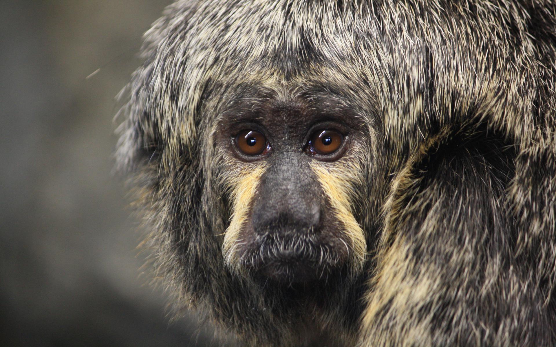 Witgezichtsaki’s zijn enorm snelle apen. Door hun grote staart kunnen ze goed hun evenwicht bewaren.