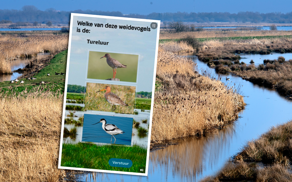 Vogelgeluiden herkennen: test jouw vogelkennis met deze quiz - Dagblad ...