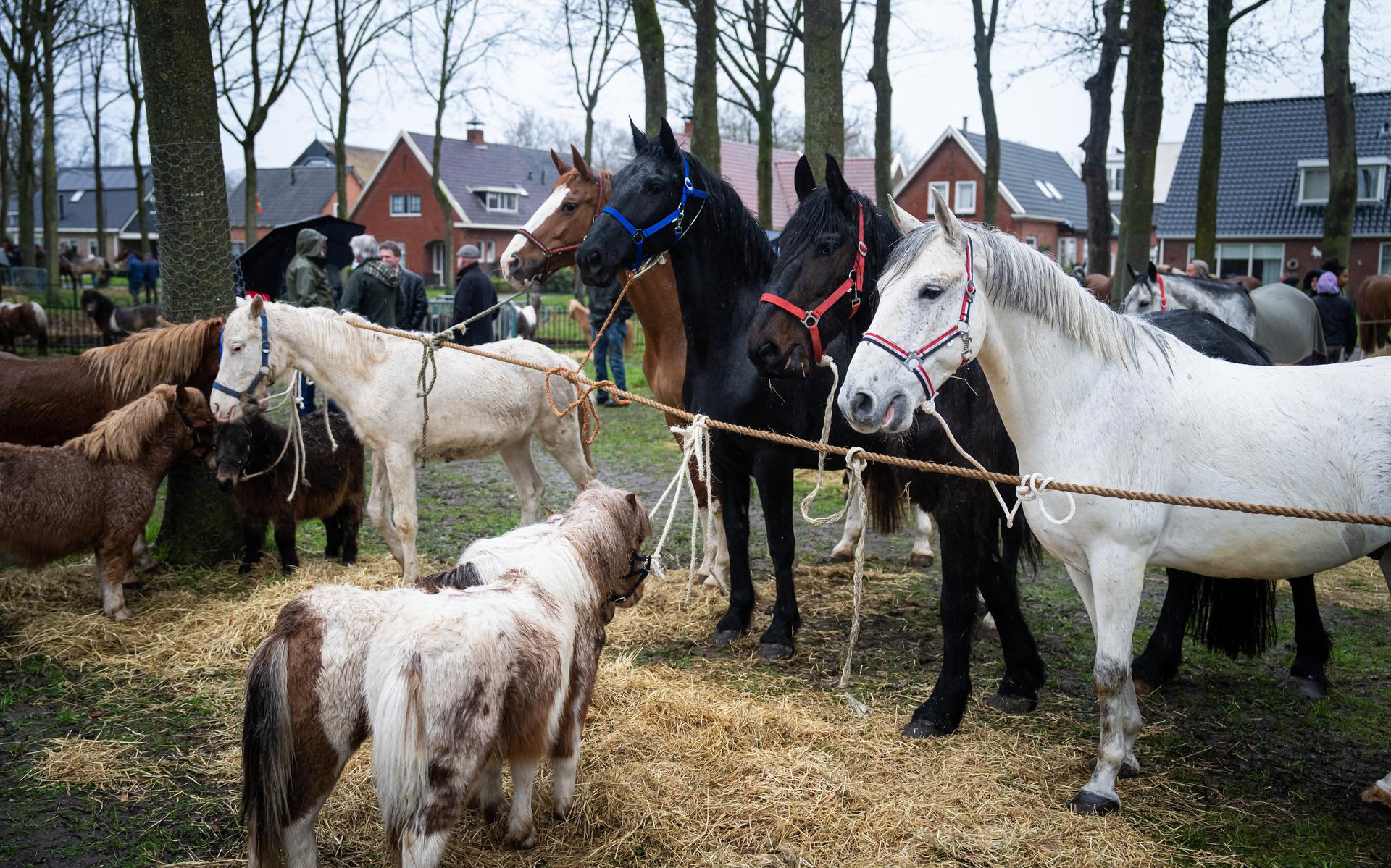 Ondanks de regen werden met 198 stuks meer paarden en pony's aangevoerd dan vorig jaar (184) op de voorjaarsmarkt in Zuidlaren. 