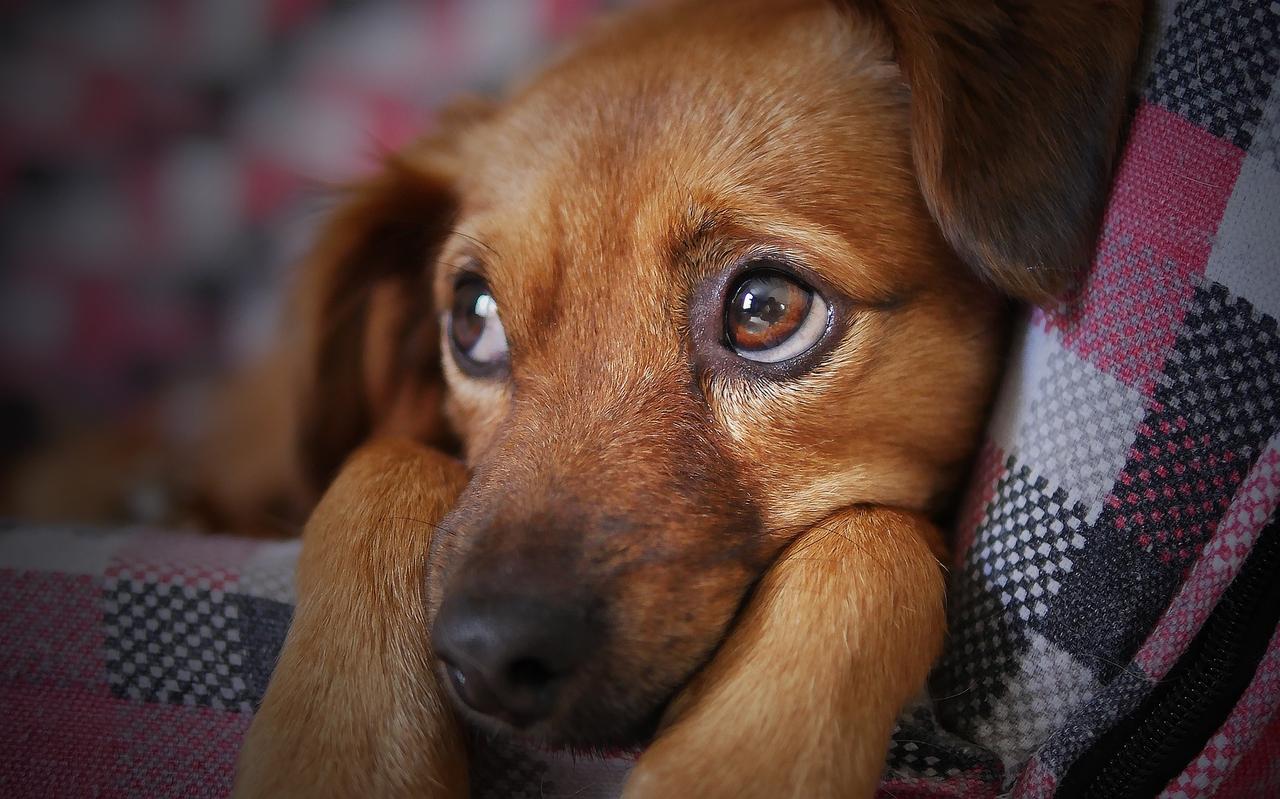 Dierenbaasjes kunnen voor spoedeisende hulp vanaf juni 2024 terecht bij het dierenziekenhuis in Ter Borch. Dierenbaasjes kunnen voor spoedeisende hulp vanaf juni 2024 terecht bij het dierenziekenhuis in Ter Borch.