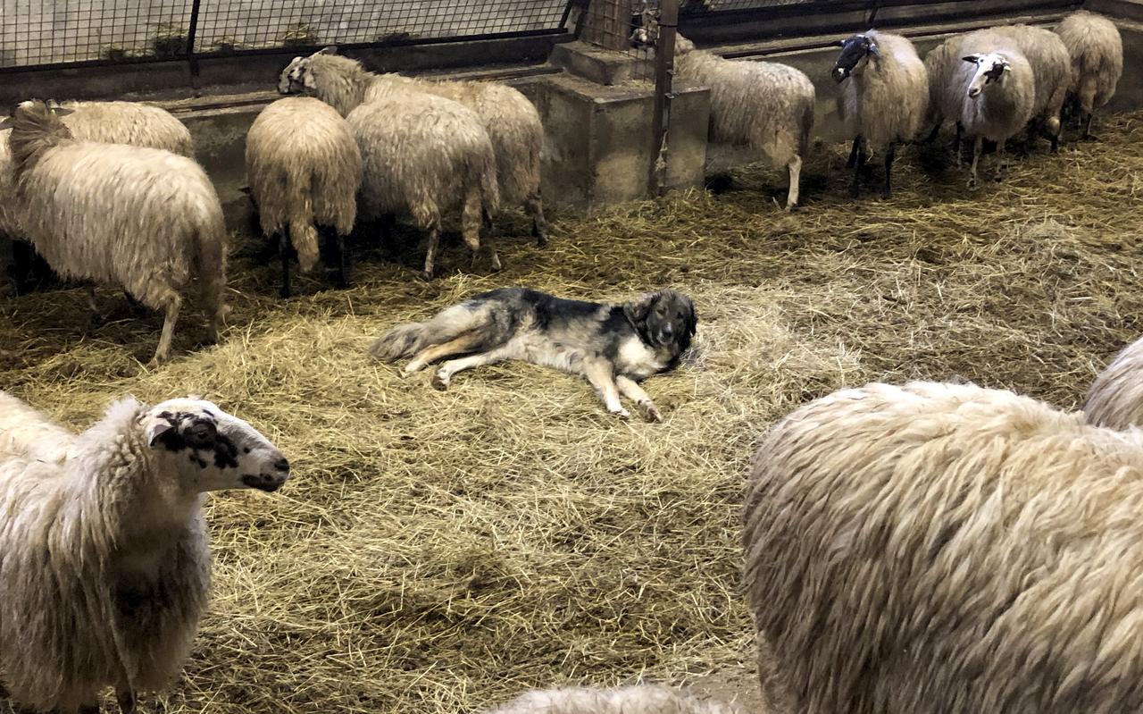 Herder Catrinus Homan laat zijn kuddebeschermingshonden ook 's nachts bij de schapen in de schaapskooi. Herder Catrinus Homan laat zijn kuddebeschermingshonden ook 's nachts bij de schapen in de schaapskooi.