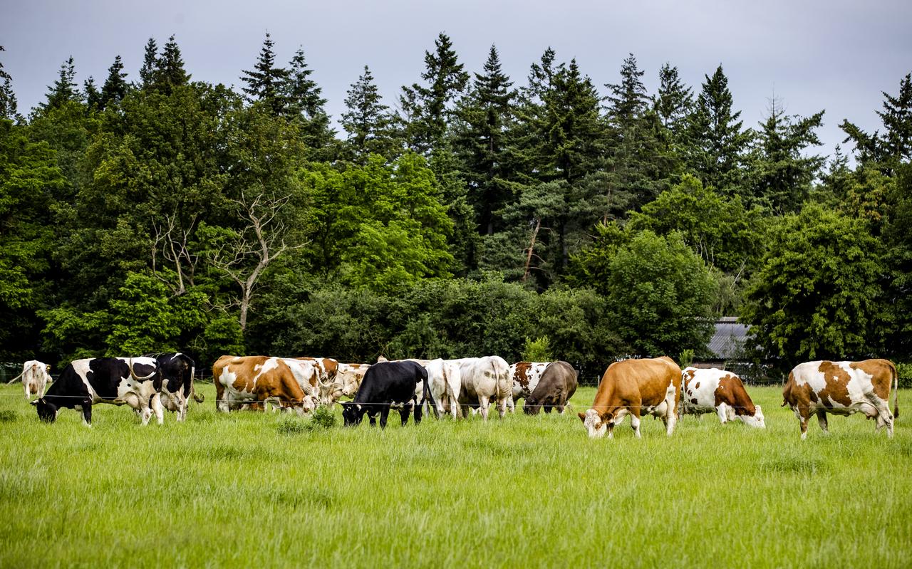 Koeien in een weiland in een van de gebieden waar de stikstofuitstoot drastisch naar beneden moet. Koeien in een weiland in een van de gebieden waar de stikstofuitstoot drastisch naar beneden moet.