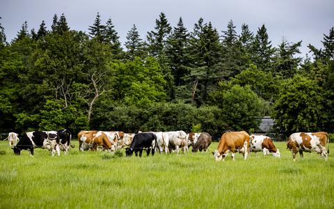 Koeien in een weiland in een van de gebieden waar de stikstofuitstoot drastisch naar beneden moet. 