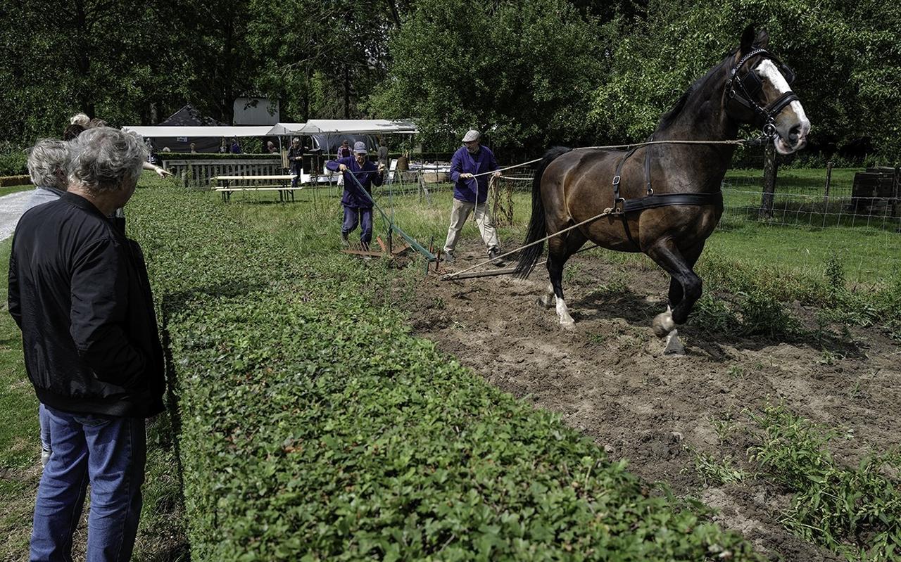 Met één paardenkracht aardappels rooien tijdens de historische dagen op landgoed Verhildersum in Leens. Met één paardenkracht aardappels rooien tijdens de historische dagen op landgoed Verhildersum in Leens.