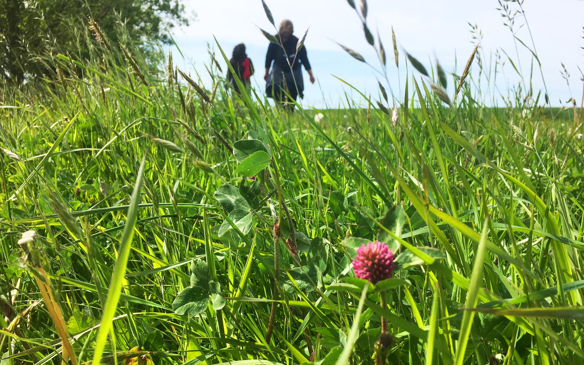 Foto: Waddengoud
