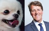 Burgemeester Van Oosterhout wil niet dat de keeshond terug gaat naar het baasje. De hond op de foto is niet Cyra.