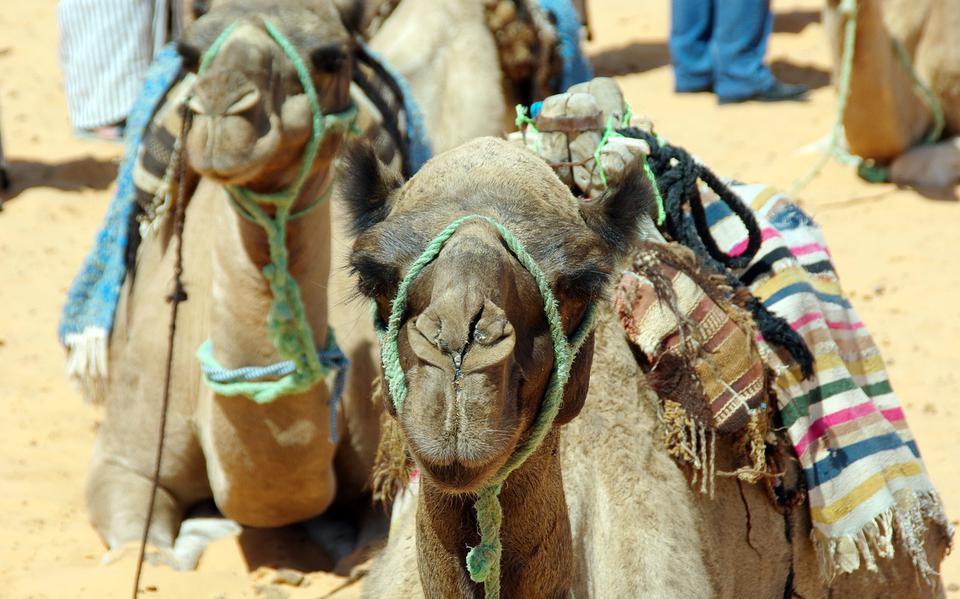 Tunesië, het land van zee, strand, woestijn en kamelen.