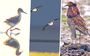 Natuurfotograaf Gerhard Kornelis deelde bijna dagelijks foto's van vogels in het Lauwersmeergebied met zijn volgers op Twitter.