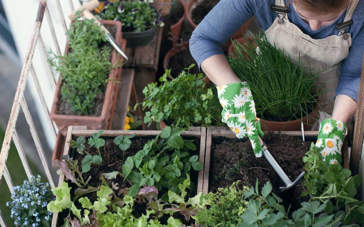 Moestuinieren is hip. Moestuinieren is hip.